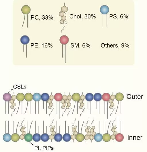 figure 1 Brain lipid composition